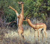 Gerenuk