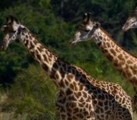 Giraffe Giraffe