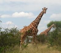Giraffe