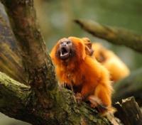 Golden Lion Tamarin
