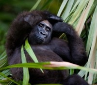 Gorilla Trek