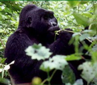 Mountain Gorilla 