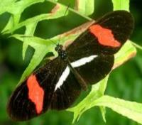 Green Hills Butterfly