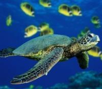 Sea Turtles