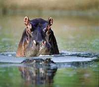 Hippo 