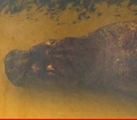 Hippo in the Okavango Delta Hippo in the Okavango Delta