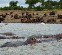 Hippos along the Kasinga Channel Hippos along the Kasinga Channel