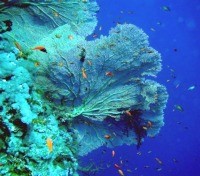Hurghada reef diving