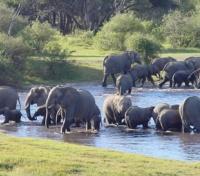 Elephants in Hwange Elephants in Hwange