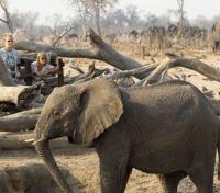 Walking Safari