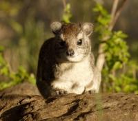 Hyrax