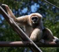 Gibbon Gibbon