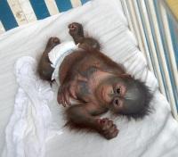 Orangutan Foundation International's Wildlife Rehabilitation Centre 