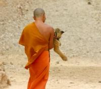 Monk caring for his Tiger Cub Monk caring for his Tiger Cub