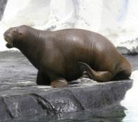 Walrus at Seaworld