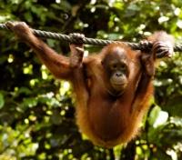 Sepilok Orang-utan Rehabilitation Centre - Playful Young Orang-utan Sepilok Orang-utan Rehabilitation Centre - Playful Young Orang-utan