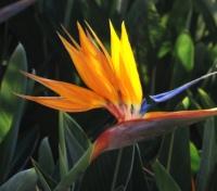 Vaipahi Tropical Garden