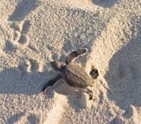 Heron Island - Turtle Hatch-ling making route to the Sea 