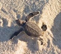 Green Turtle Hatchling