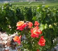 Reims Champagne Vineyards