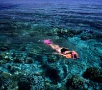 Outer Reef Snorkeling 