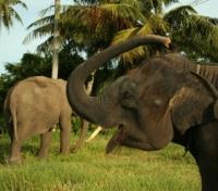 Elephant Camp Elephant Camp