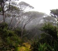 Kinabalu Park