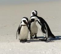 South African penguins
