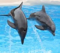 Dolphins