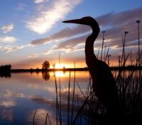 Egrets Egrets