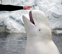Beluga Whale