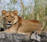 Lion at Busch Gardens