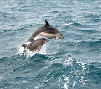 Dolphin Jump
