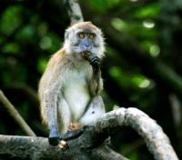 Langkawi Mangroves - Monkey Business