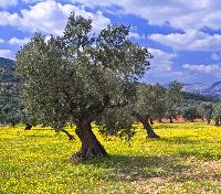 Olive Oil Groves Olive Oil Groves