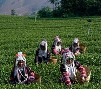Akha Village Women Picking Tea Leaves