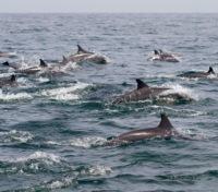 Dolphins around Oman's coastal area 