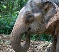 Elephant Conservation Centre