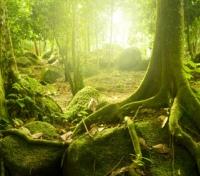 Lush Forest