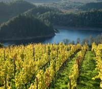 Vineyard