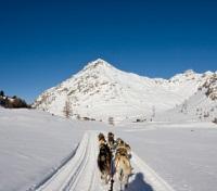 Dogsled Tour