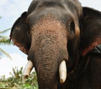 Elephant Elephant
