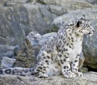 Snow Leopard Snow Leopard