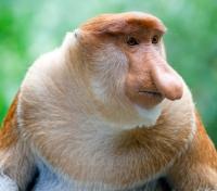Proboscis Monkey