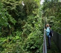 Canopy Bridge