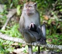 Macaque
