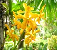 Thai Orchid Thai Orchid