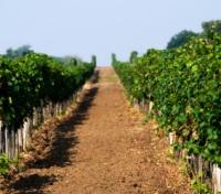 Vineyard in Dromana