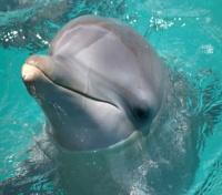 Dolphin at Seaquarium