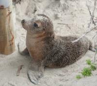 Seal Cub